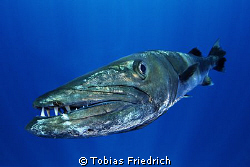 Barracuda straight in front of my dome port. by Tobias Friedrich 